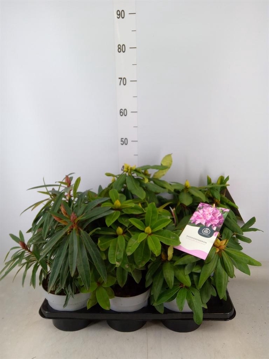 <h4>Rhododendron ...mix</h4>