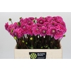 Dahlia Sandra
