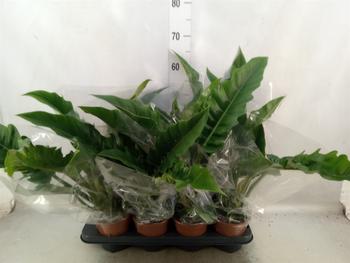 <h4>Philodendron  'Narrow Escape'</h4>