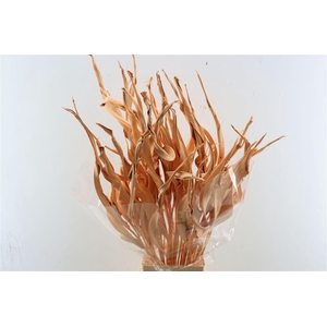 Dried Strelitziablad Zalm P Stem