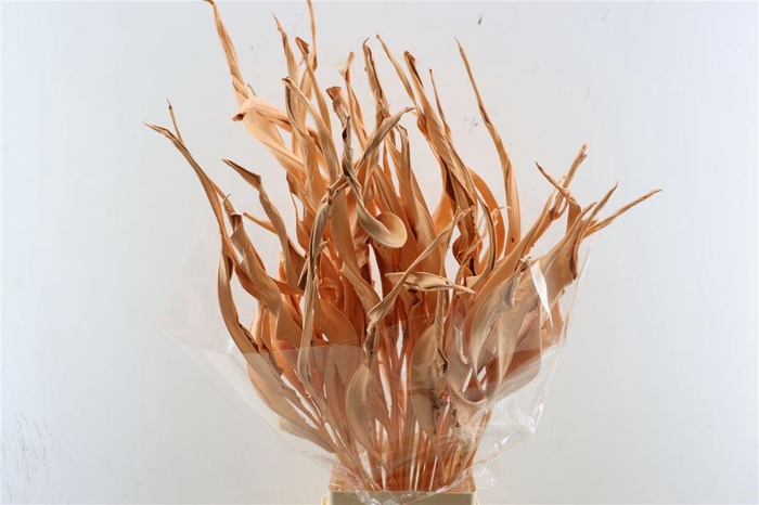 <h4>Dried Strelitziablad Zalm P Stem</h4>