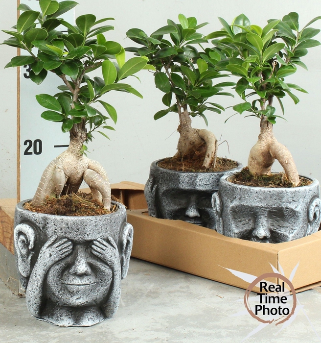 <h4>FIC MI GINSENG</h4>