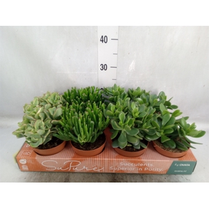 Crassula   ...mix