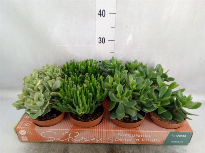 Crassula   ...mix