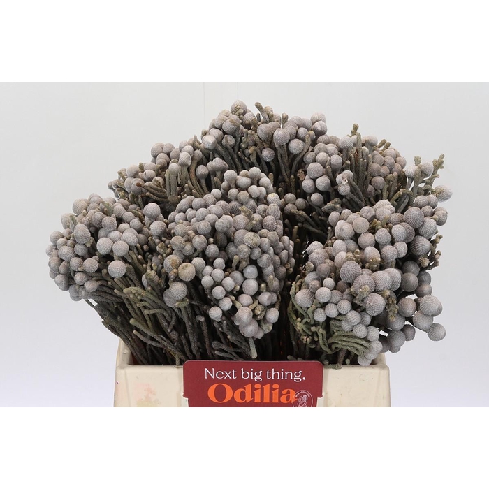<h4>Kaaps Groen Silver Brunia</h4>
