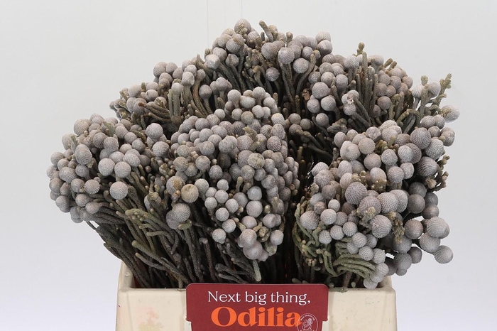 Kaaps Groen Silver Brunia