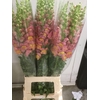 ANTIRRHINUM IT. ORANGE EX*