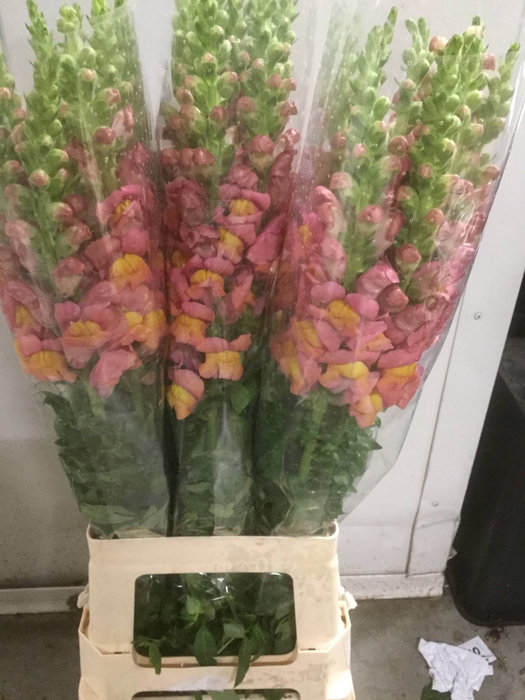 ANTIRRHINUM IT. ORANGE EX*