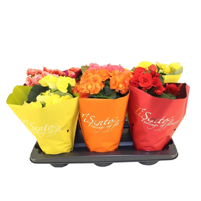 <h4>BEG HL VOLC GEM</h4>