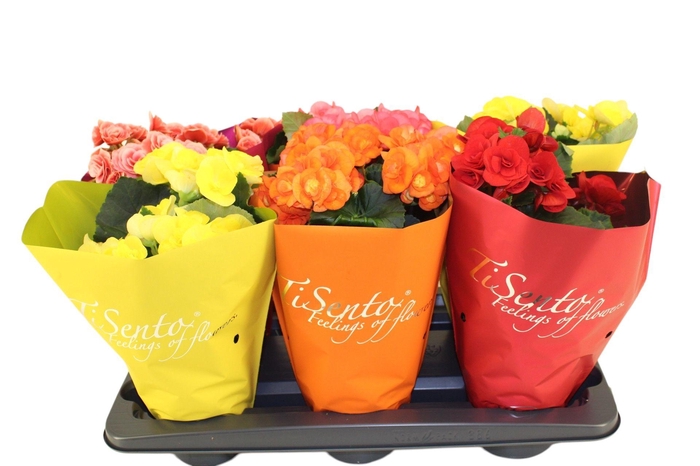 <h4>BEG HL VOLC GEM</h4>