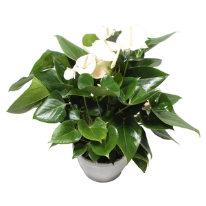 Anthurium XL.71 White 23cm