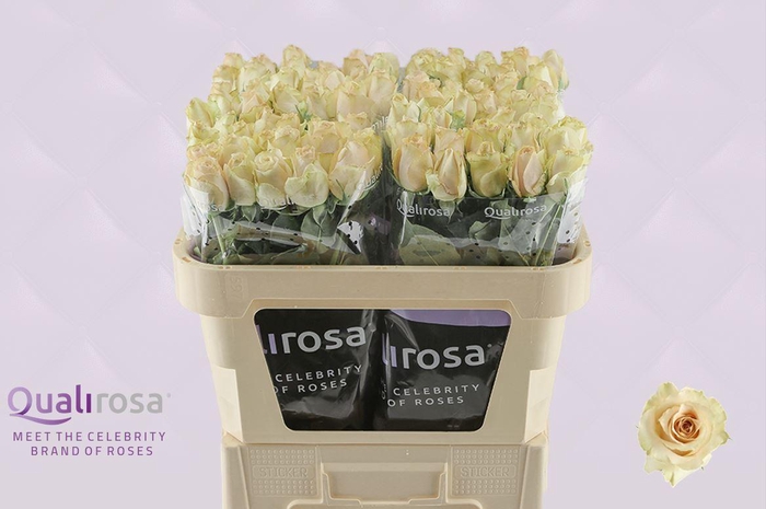 <h4>R Gr Quicksand</h4>