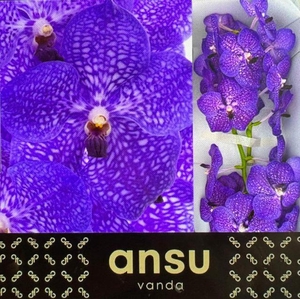 VANDA S VIOLET BLUE