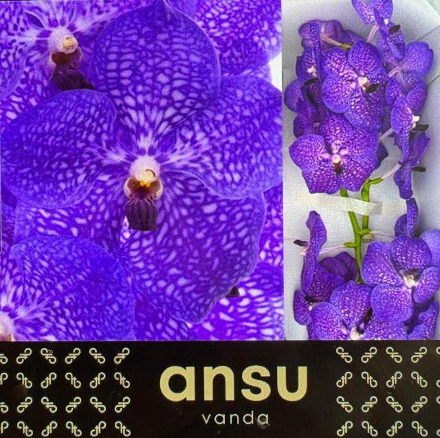 <h4>VANDA S VIOLET BLUE</h4>