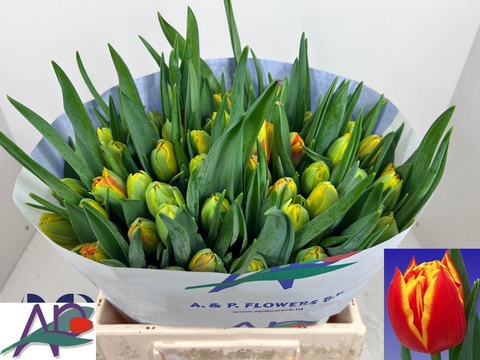 <h4>TU DU CROSSFIRE</h4>