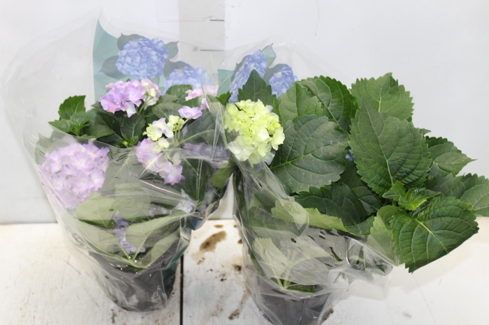 <h4>HORTENSIA P15</h4>