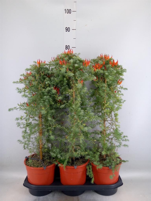 <h4>Lotus corniculatus</h4>