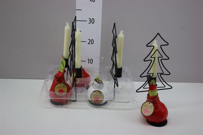 <h4>Hippeastrum Wax Red White And Candle</h4>