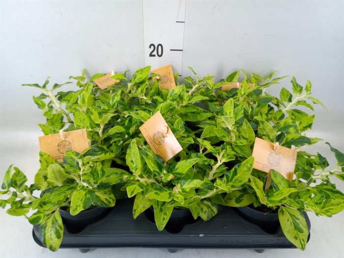 <h4>Planten   ... L%</h4>