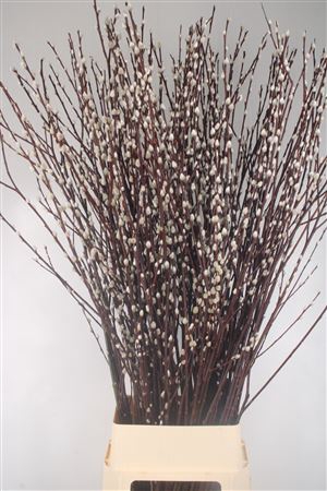 <h4>Salix Magical Silver</h4>