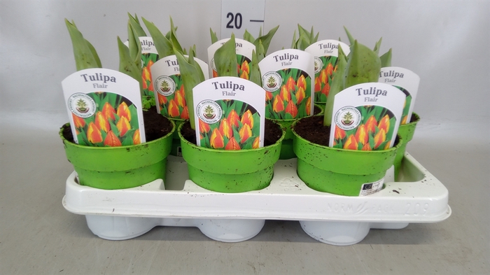 <h4>Tulipa EN 'Flair'</h4>