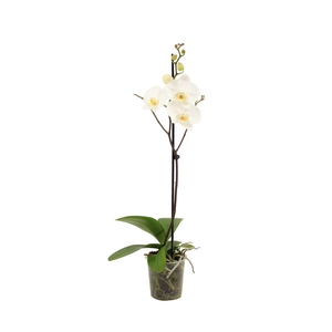 Phal Wit 1T9+ Vertakt