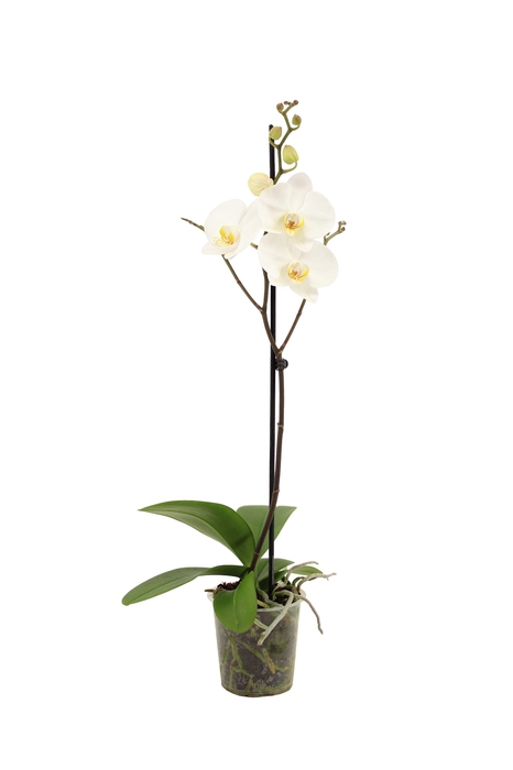 <h4>Phal Wit 1T9+ Vertakt</h4>