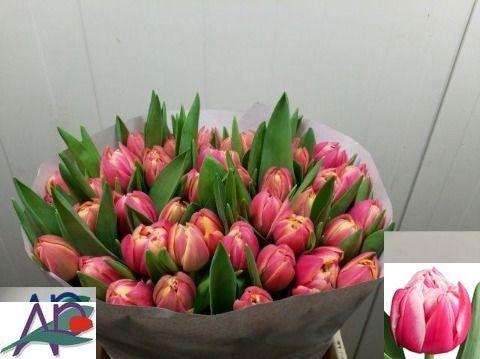 <h4>TU DU COLUMBUS</h4>