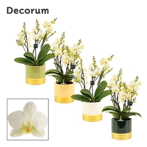 Phalaenopsis Multifloratypes Anthura Lausanne
