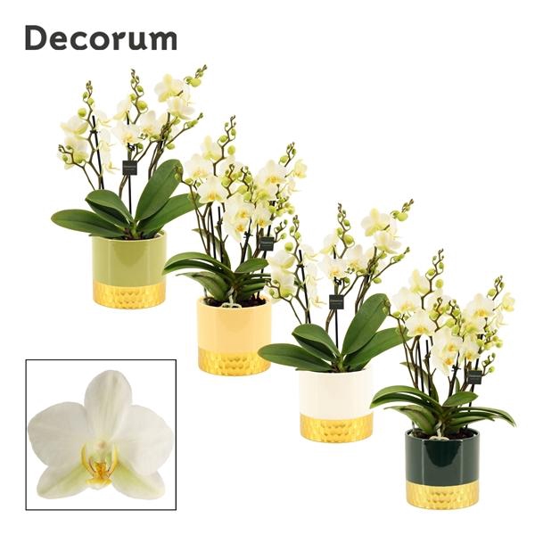 <h4>Phalaenopsis Multifloratypes Anthura Lausanne</h4>