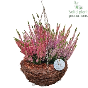 SHM003 Salim Hanging Basket Medium 4PP
