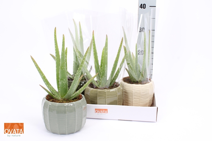 <h4>ALOE VERA</h4>