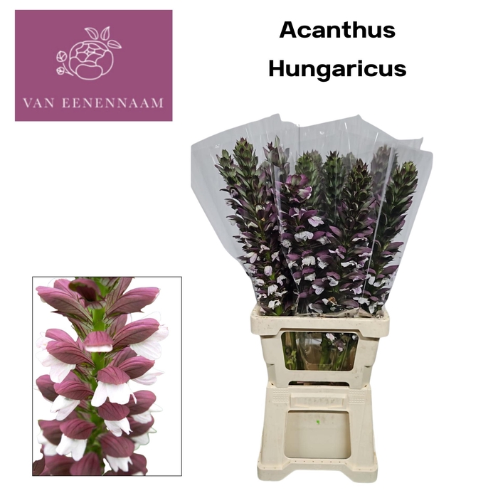 <h4>ACANTHUS HUNGARICUS</h4>