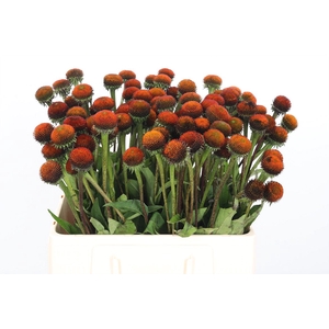Echinacea Purpurea