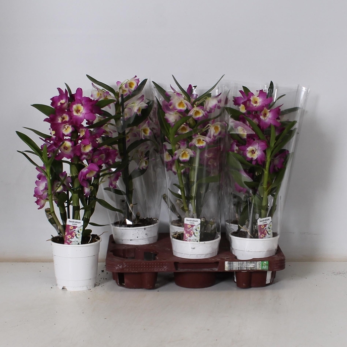 <h4>DENDR N GEM</h4>