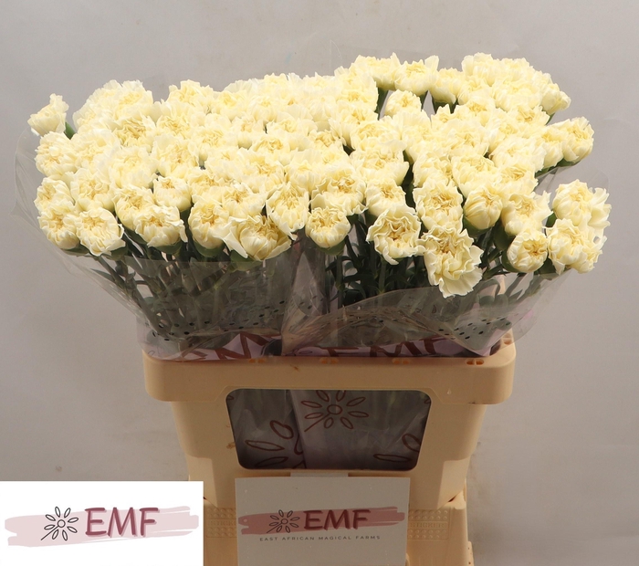 <h4>DI ST WHITE LIBERTY</h4>