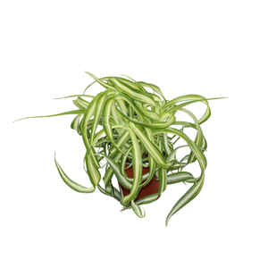 Chlorophytum Bonnie