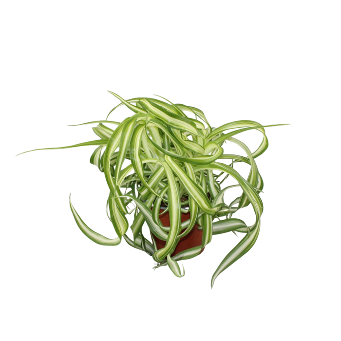 <h4>Chlorophytum Bonnie</h4>