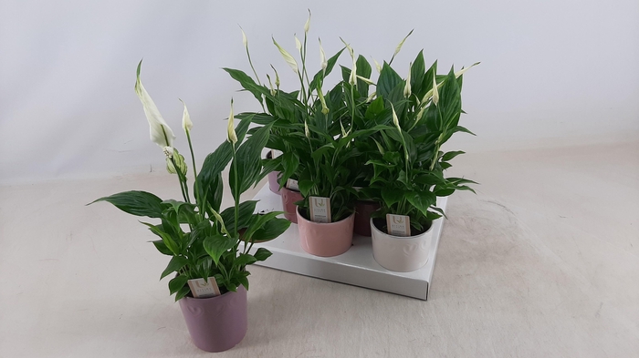 <h4>SPATH CHOPIN</h4>