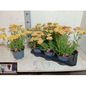 ACHI MILLEFOLIUM