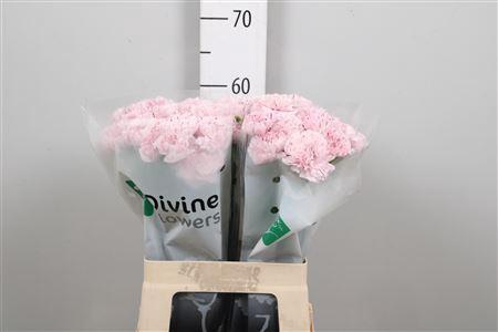 <h4>Di St Yukari</h4>