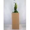 Euphorbia ingens