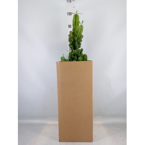 Euphorbia ingens