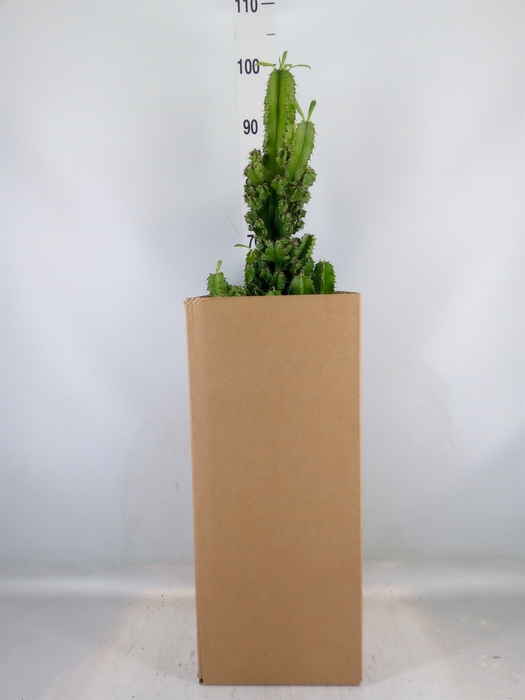 <h4>Euphorbia ingens</h4>