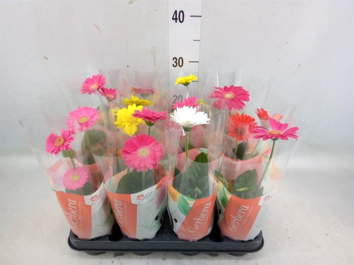 <h4>Gerbera  'Colourgame'   ...mix</h4>