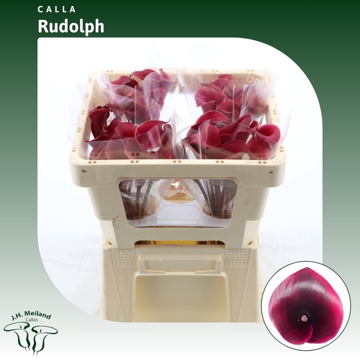 <h4>Calla Rudolph</h4>