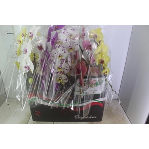 PHALAENOPSIS CASCATA P15 MIN 11 FLS