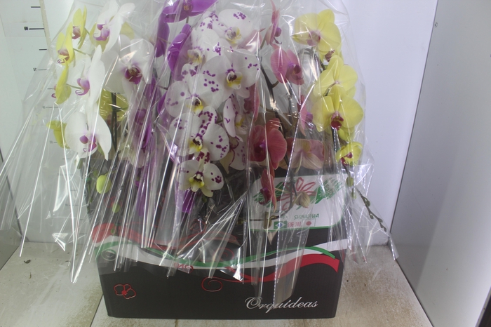 <h4>PHALAENOPSIS CASCATA P15 MIN 11 FLS</h4>