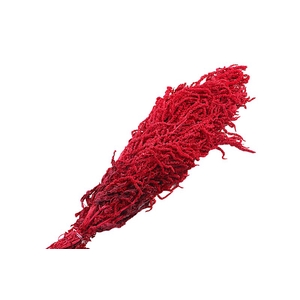 Amaranthus Caudatus Red