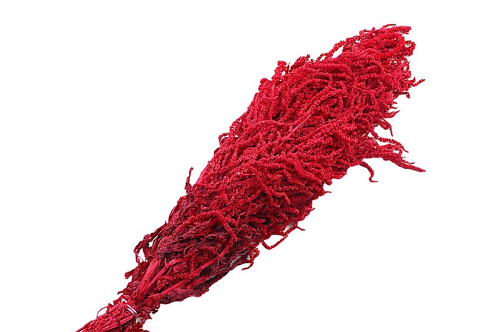 <h4>Amaranthus Caudatus Red</h4>